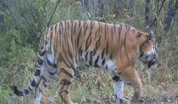东北虎视频,野生王者之威严瞬间