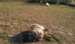 杀羊视频,揭秘杀羊现场的真实过程