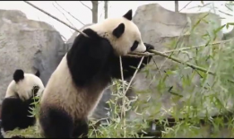 熊猫的视频,熊猫视频中的温馨瞬间回顾
