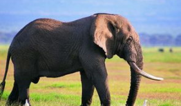 大象的视频,温馨瞬间捕捉